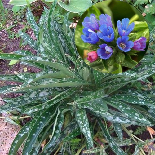 Pulmonaria longifolia 'E.B.Anderson' - Pikalehine kopsurohi 'E.B.Anderson' P9/0,55L